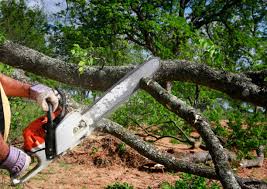 Best Arborist Consultation Services  in Oak Grove, MO